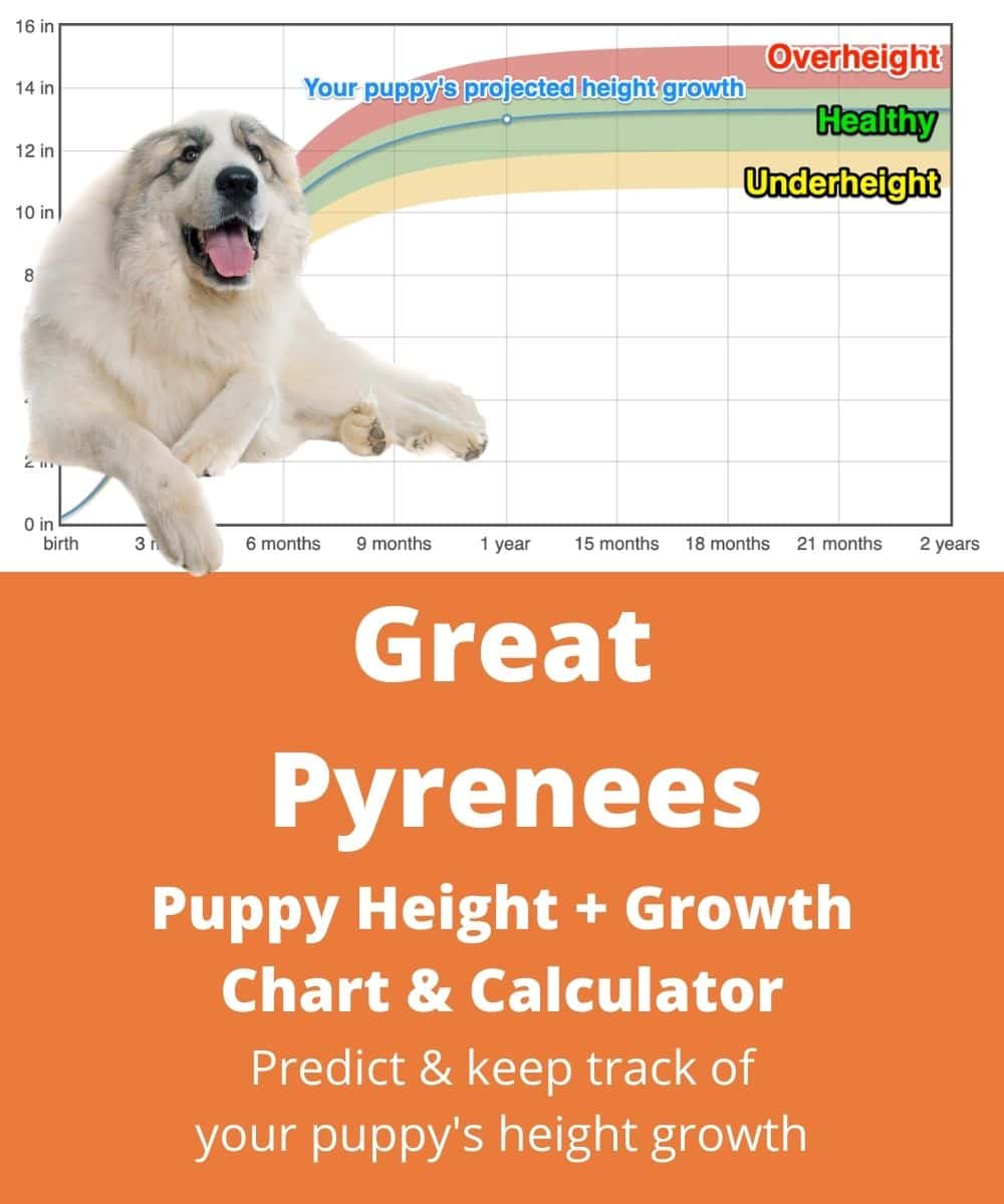 chien-des-pyrenees Puppy height Growth Chart